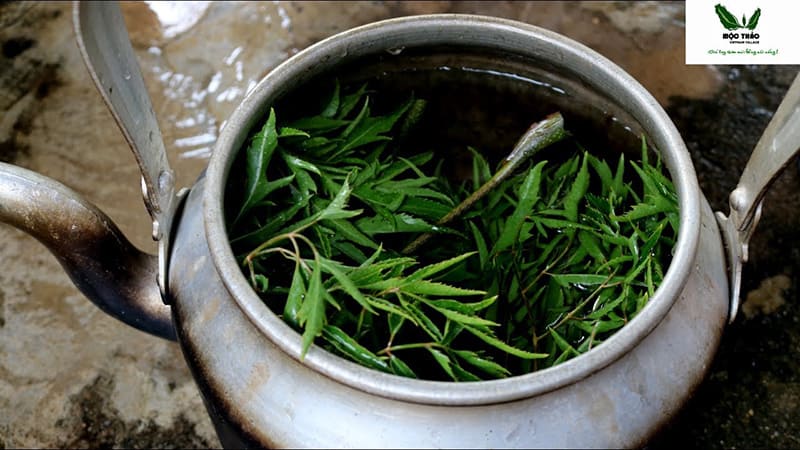 nước lá đinh lăng bồi bổ khí huyết