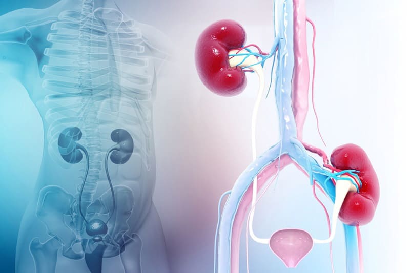 suy giảm sinh lý là do chức năng tạng thận suy yếu