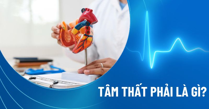 tâm thất phải là gì