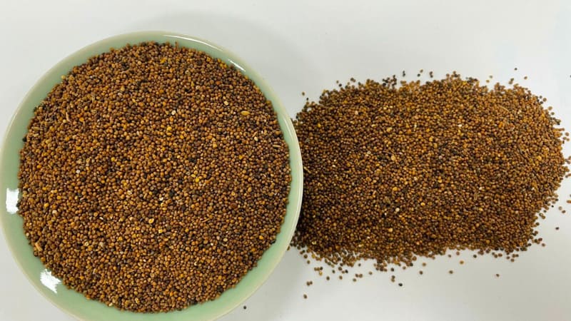 thỏ tư tỷ cải thiện di tinh và liệt dương