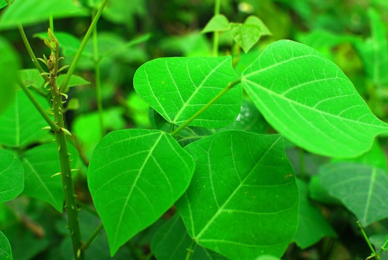 uống nước lá vông nem giúp thư giãn dễ ngủ