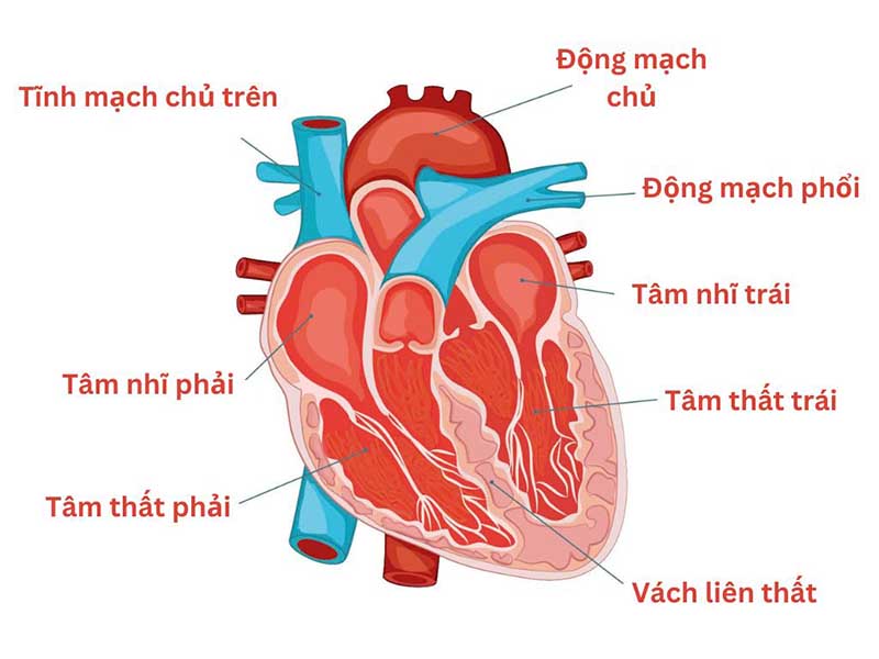 Vị trí của tâm thất phải