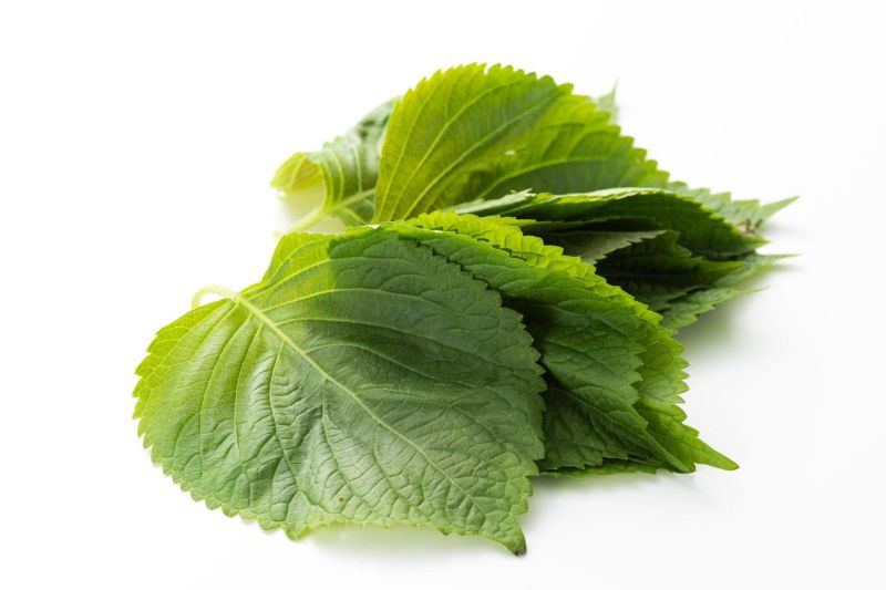 Dùng bia trị nám với lá tía tô