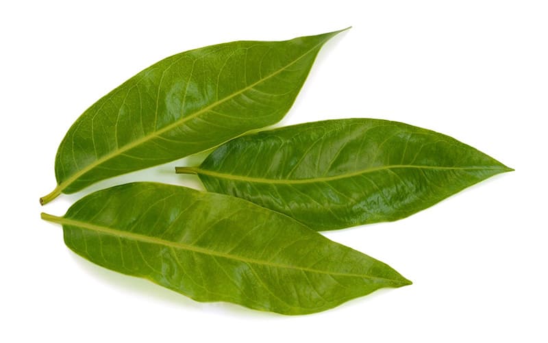 lá vối chứa các chất chống oxy hóa bảo vệ tinh trùng