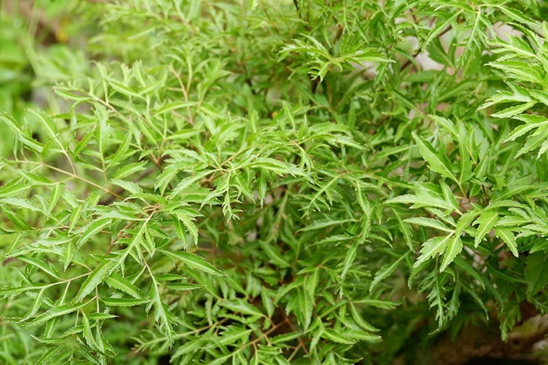 uống nước lá đinh lăng tăng sinh lực và ham muốn