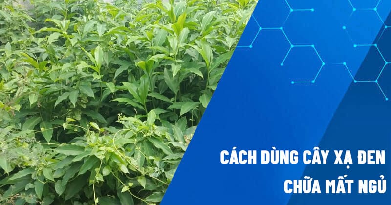 cây xạ đen chữa mất ngủ