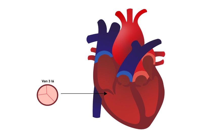 van ba lá của tim người 