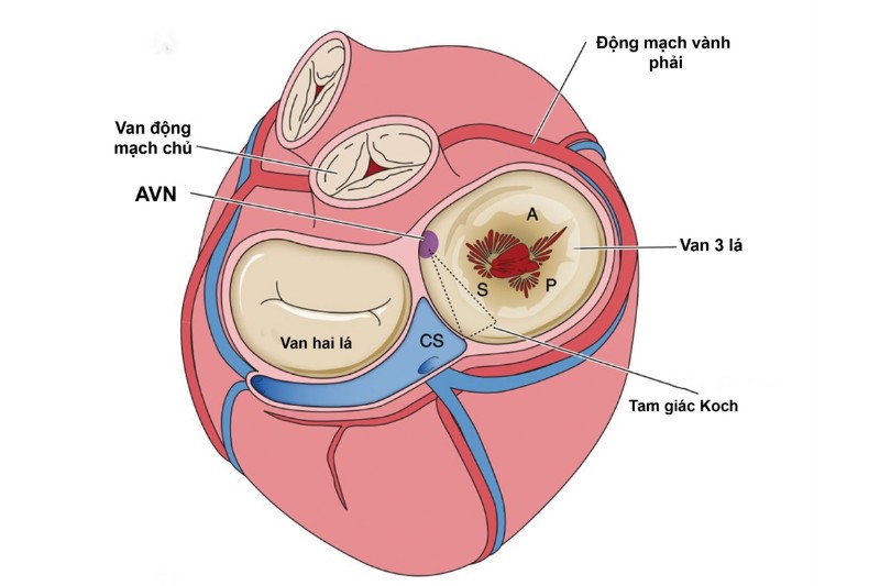 giải phẫu van ba lá