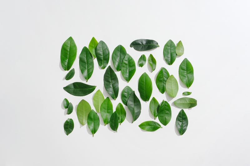 ủ tóc bằng lá trà xanh