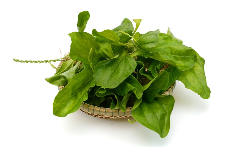 cây mã đề
