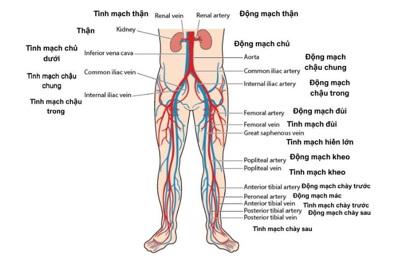 động mạch chi là động mạch nhỏ
