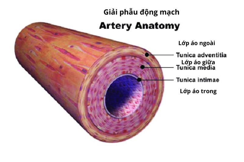 hình ảnh động mạch