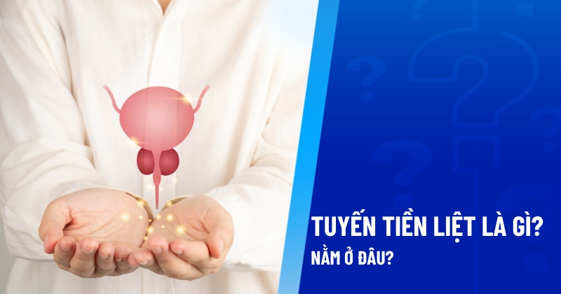 Tuyến tiền liệt là gì? Vị trí nằm ở đâu? Có vai trò chức năng gì?