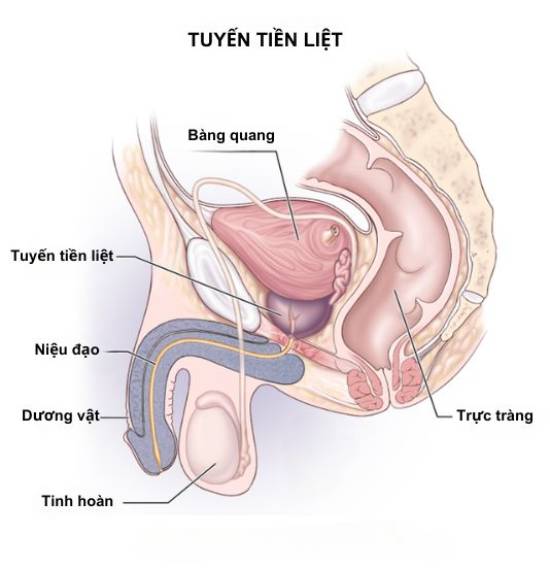 tuyến tiền liệt nam giới ở đâu