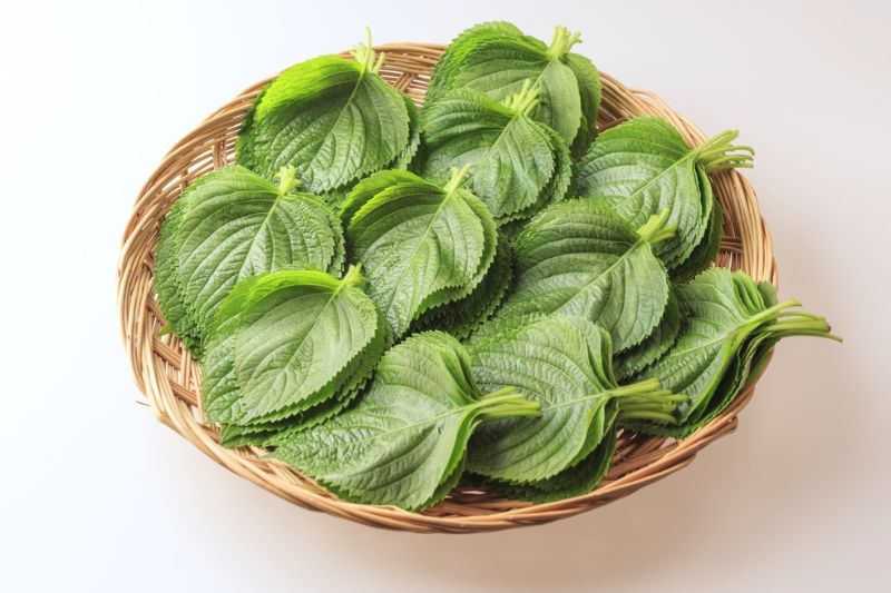 nấu nước lá tía tô xông mặt trị nám tàn nhang