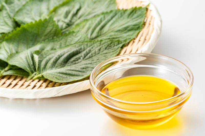 mỡ trăn kết hợp cùng lá tía tô chữa nám