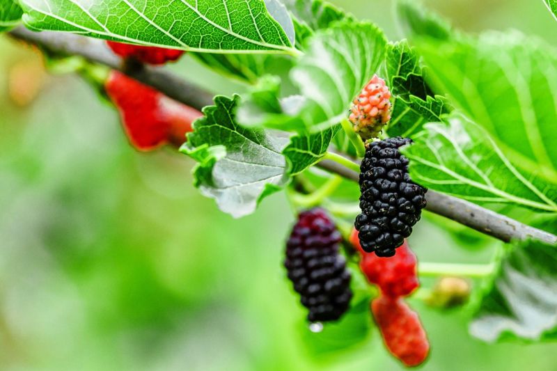 dâu tằm là bài thuốc nam trị nám tốt