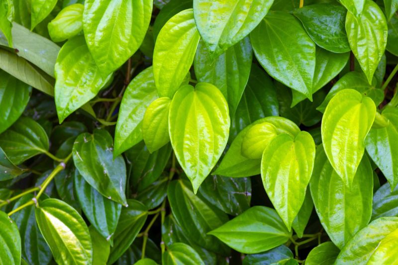 lá trầu không hỗ trợ trị nám