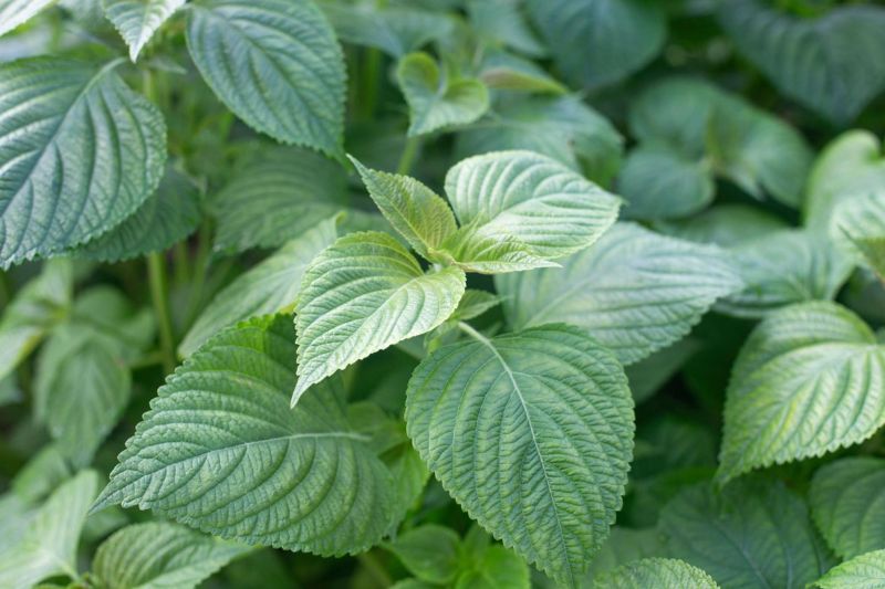 chữa nám bằng lá tía tô