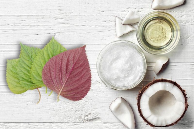 dùng dầu dừa và lá tía tô chữa tàn nhang