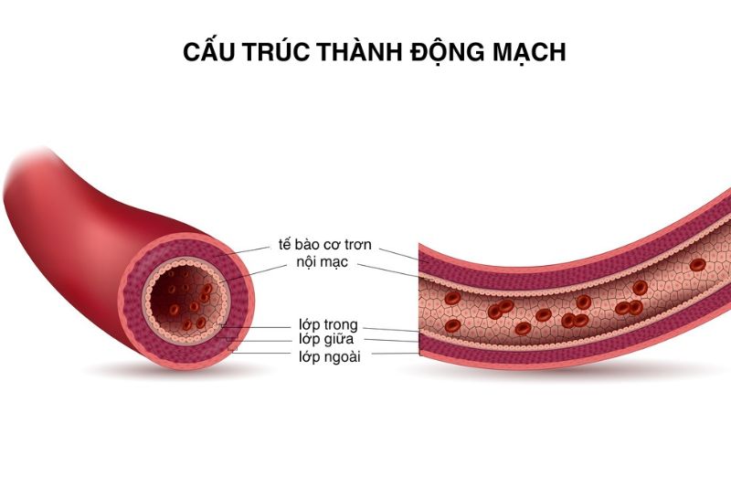 thành động mạch chủ gồm 3 lớp