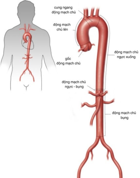 hình ảnh động mạch chủ 
