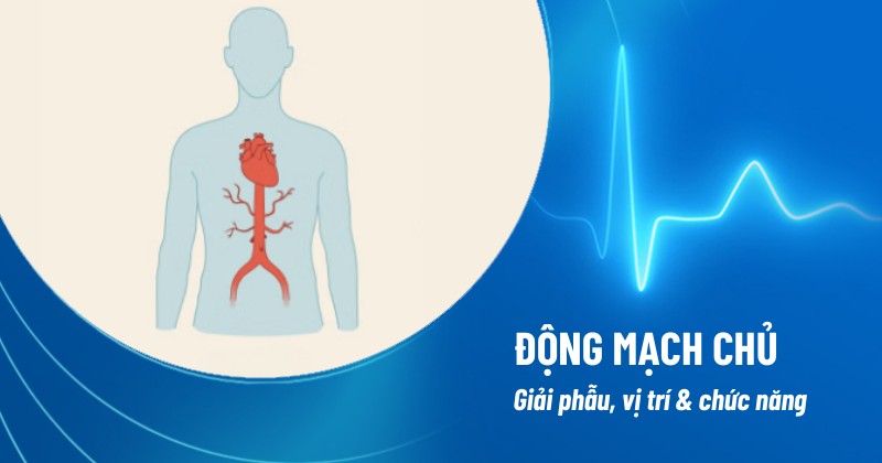 động mạch chủ