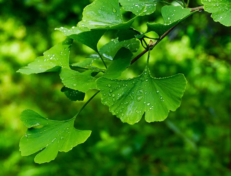 ginkgo biloba trung hòa gốc tự do, hỗ trợ ngủ ngon