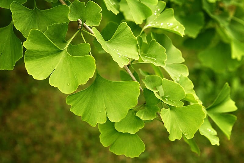 ginkgo biloba hỗ trợ bảo vệ tế bào thần kinh