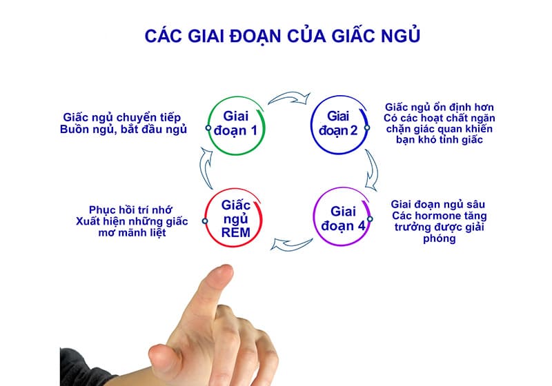 các chu kỳ luân phiên lặp lại kéo dài từ 90 - 120 phút