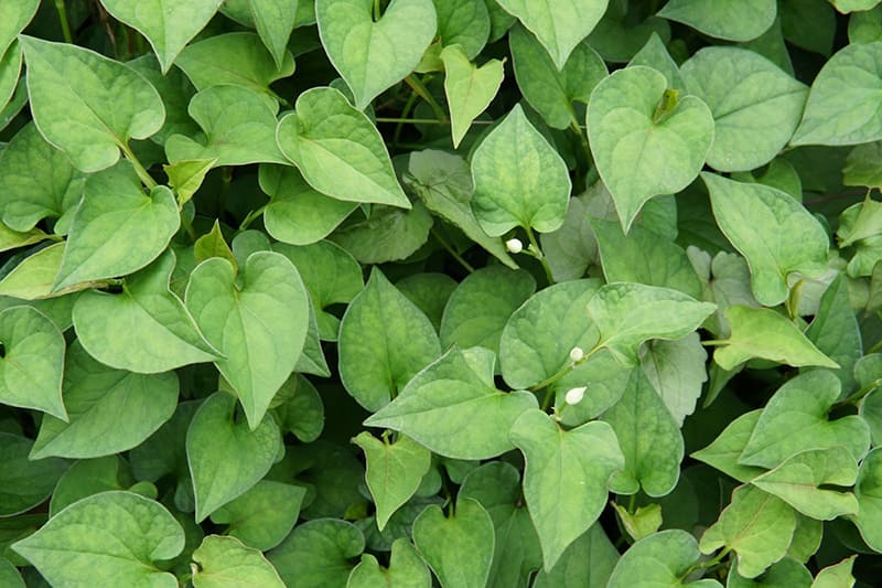 rau diếp cá tốt cho sinh lý nam