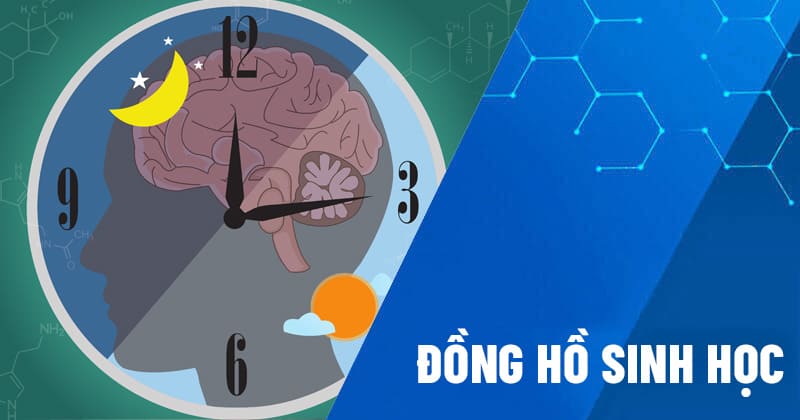 đồng hồ sinh học