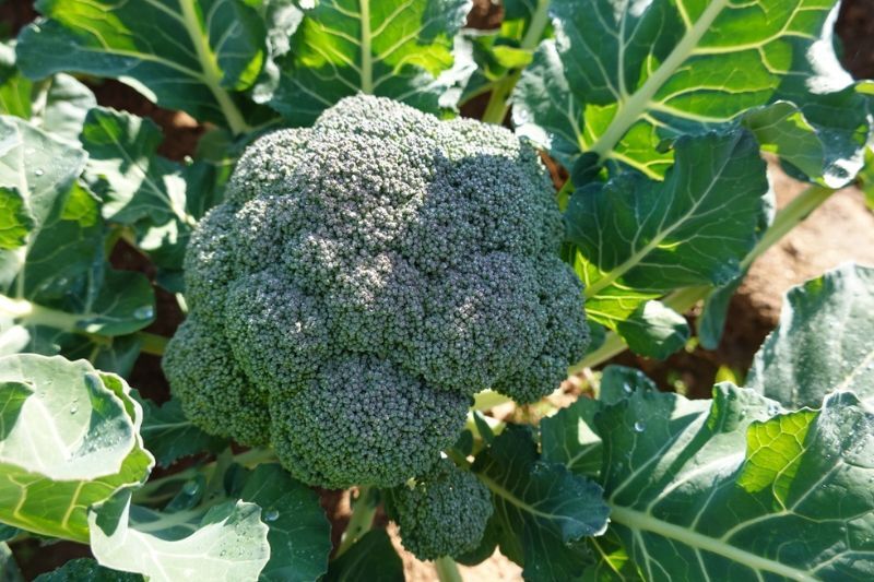 Broccophane từ bông cải xanh hỗ trợ bảo vệ và tăng cường sức khỏe mắt