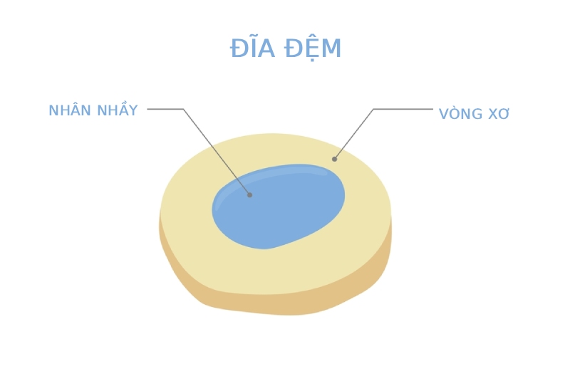 Nhân nhầy và vòng xơ
