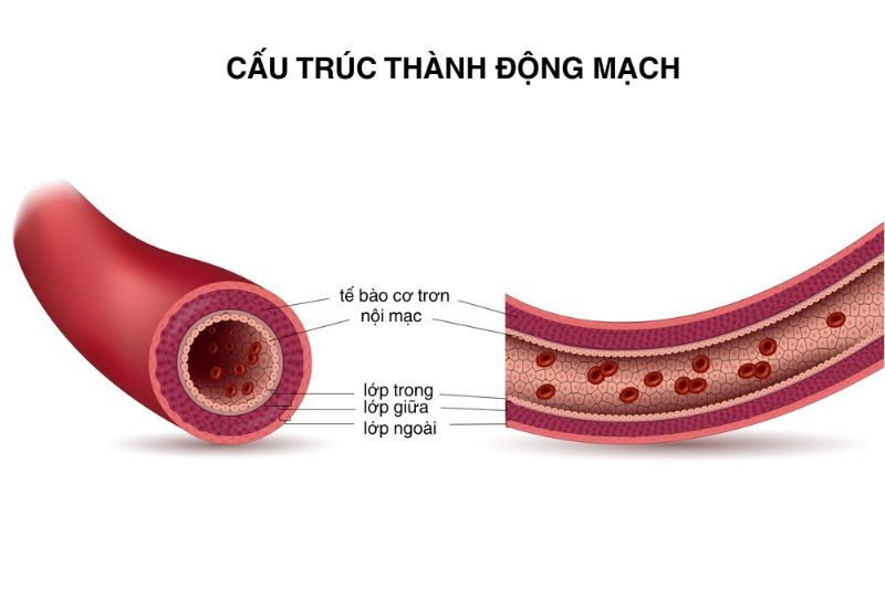 cấu tạo của động mạch ngoại biên