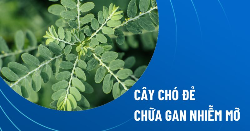 Bài thuốc dùng cây chó đẻ chữa gan nhiễm mỡ