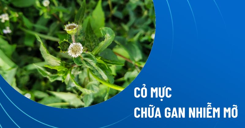 Bài thuốc cây cỏ mực chữa gan nhiễm mỡ