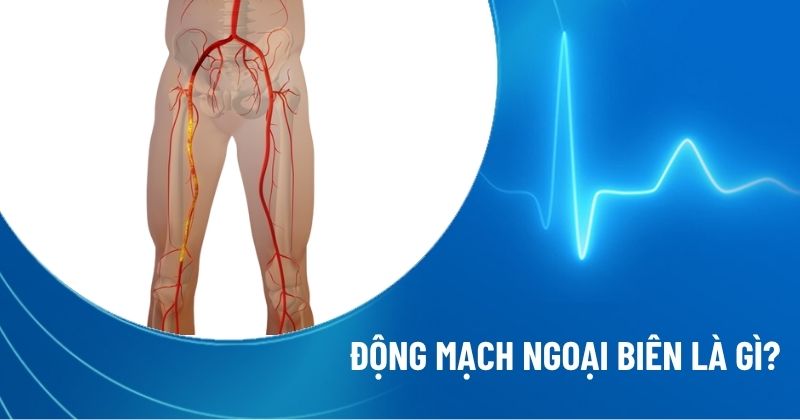 động mạch ngoại biên