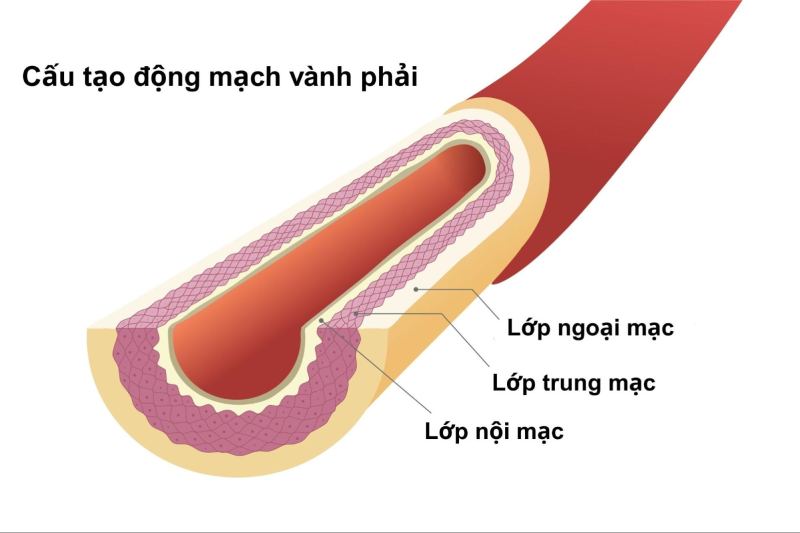 3 lớp cấu tạo động mạch vành phải