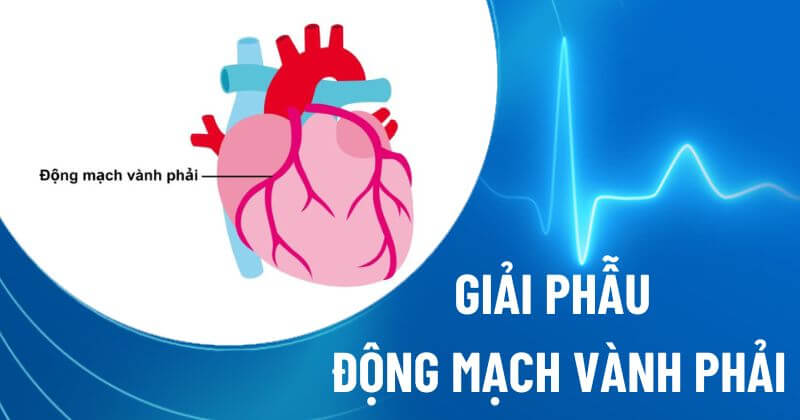 Động mạch vành phải: Giải phẫu, vai trò chức năng và các bệnh lý