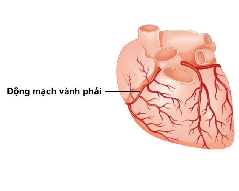 đường đi của động mạch vành phải