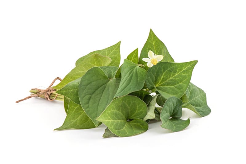 mẹo dân gian từ rau diếp cá