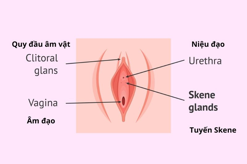 ảnh giải phẫu âm đạo