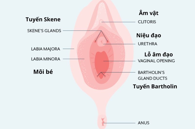 ảnh minh họa giải phẫu tuyến skene
