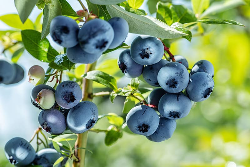 blueberry trung hòa gốc tự do