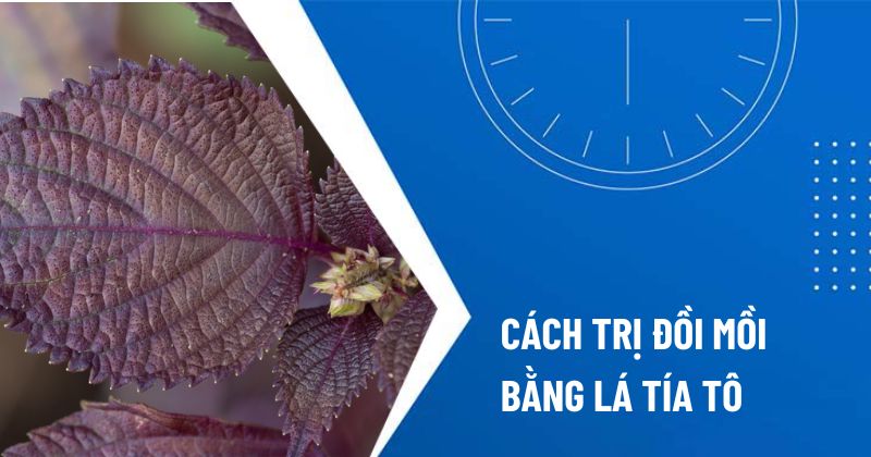 cách trị đồi mồi bằng lá tía tô