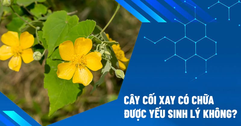 cây cối xay có chữa được yếu sinh lý không