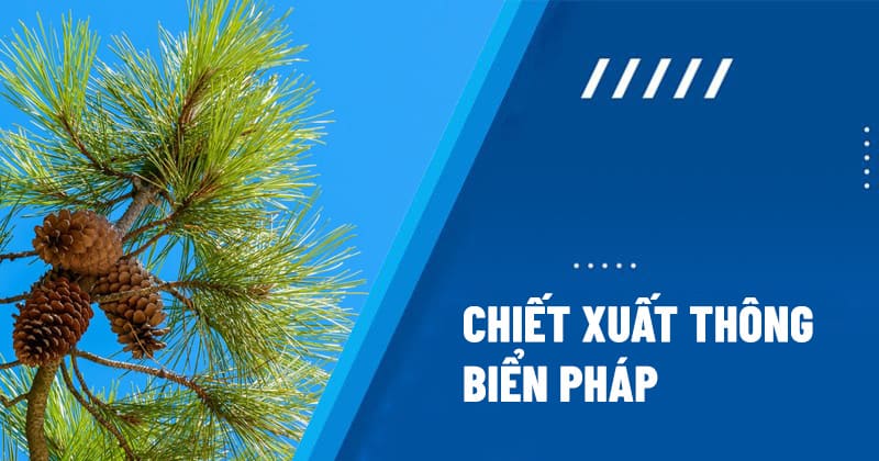 Chiết xuất thông biển Pháp – Giải pháp tự nhiên cho sức khỏe