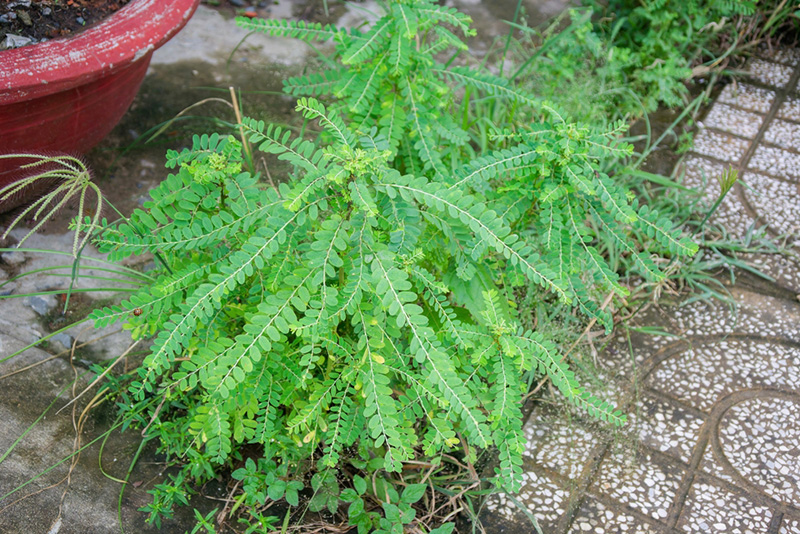 cây chó đẻ có tác dụng thanh lọc cơ thể