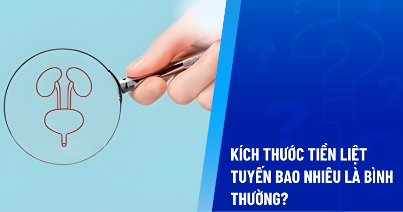 kích thước tiền liệt tuyến bao nhiêu là bình thường